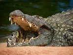 A 3-year-old boy was left in critical condition after being forced into a crocodile enclosure.