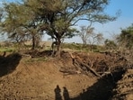 According to a letter written on Friday by the Bhigwan forest range office to the Indapur tehsildar, desilting work was being carried out by a private contractor. During the process, 41 mature babul trees were removed from the tank area, while three younger trees were found uprooted. (HT PHOTO)