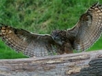 Is the owl a sign of wisdom, or of bad luck headed your way? The answer depends on where, geographically, you are standing. (Wikimedia)