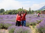 Visitors walk through blooming lavender fields during the Lavender Festival, in Ganderbal district on Saturday. (PTI)