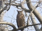 A brown fish owl in Sukhna Wildlife sanctuary. (WII-CAP CELL 2025)