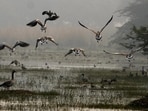 Officials will clear invasive vegetation and aquatic weeds, while new cameras will monitor bird movement and help build a year-round database. (HT Archive)