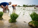 While the monsoon reached parts of Punjab on June 22 last year and covered the entire state by June 26, meteorologists say there are currently no signs of its arrival before the first week of July. (PTI)