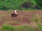 The Great Indian Bustard, scientifically called Ardeotis nigriceps, is a critically endangered bird.