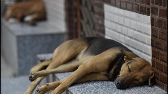 Noida, India – October 20, 2022: A street dog sleeps outside a house in Delhi-NCR. Days after a two-year-old was mauled to death by a stray dog, the Noida administration is working to finalize a ‘dog policy’ in the city, in Noida, India, on Thursday, October 20, 2022. (Photo by Sunil Ghosh/ Hindustan Times) (Hindustan Times)