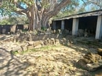 Even though the Dholbaha site is protected by the Punjab archaeology department, a shed is all that the state has provided to protect the rare ancient artefacts. (HT)