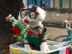 A dog named 