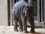 On Sunday night, the calf accidentally fell into an abandoned well, around 20 feet deep and without water. On Sunday night, the calf accidentally fell into an abandoned well, around 20 feet deep and without water.