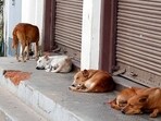 The court said that the governments must file their replies within four weeks. (Representative Image/iStock)