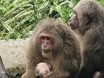 Zoo officials said the successful breeding is an indication that the animals have settled well in their new habitat. (HT picture | Sourced)