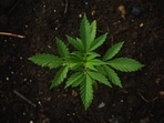 Global Warming.