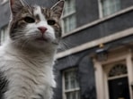 Larry the Cat outside 10 Downing Street, UK’s iconic Chief Mouser.