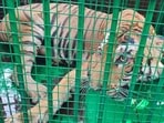 A tigress, which killed three persons, was captured after tranquilising it in Majhgain range of Dudhwa buffer zone on Tuesday. (HT Photo)