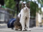 Larry the Downing Street cat poses for a photo in Westminster as Britain's Prime minister Keir Starmer has vowed to fight any challenge after Andy Burnham's decisive victory in the Makerfield by-election, in London, Britain, June 21, 2026. REUTERS/Toby Shepheard  REFILE - QUALITY REPEAT