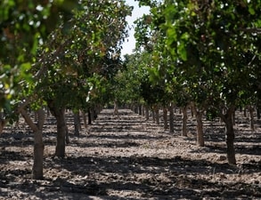 Pistachio trees have an alternate bearing cycle, with output rising one year and falling the next, so 2027 may bring higher yields. (AFP FILE/Representative Image) Pistachio trees have an alternate bearing cycle, with output rising one year and falling the next, so 2027 may bring higher yields. (AFP FILE/Representative Image)