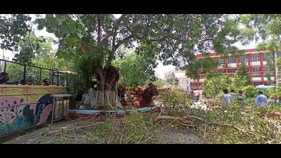 The 250 years old peepal tree preserved by the Carmel Convent School’s authorities in Sector 9 had been provided a placard to educate the young minds about the importance of trees. It was a host to multiple trees including Neem, Mahua,Peepal and some flowering plants growing between its branches. (HT File) The 250 years old peepal tree preserved by the Carmel Convent School’s authorities in Sector 9 had been provided a placard to educate the young minds about the importance of trees. It was a host to multiple trees including Neem, Mahua,Peepal and some flowering plants growing between its branches. (HT File)