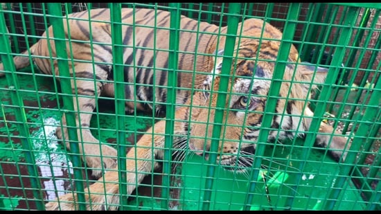 Rescued tigress (Sourced)