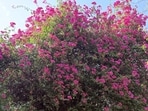 Late in the afternoon, a group of four arrives beneath one of the canopies. The woman in white is holding a bouquet of flowers, which too are pink but they aren’t the bougainvillea. (HT Photo)