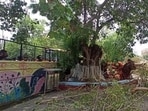 The 250 years old peepal tree preserved by the Carmel Convent School’s authorities in Sector 9 had been provided a placard to educate the young minds about the importance of trees. It was a host to multiple trees including Neem, Mahua,Peepal and some flowering plants growing between its branches. (HT File)