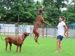 The order reiterates existing rules requiring leashes in public, registration tokens and responsible pet handling. Existing registrations do not need renewal. (HT Archive)