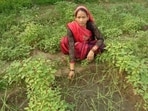 Guddi Singh successfully implemented the idea of using azolla, a fern that acts as bio-fertiliser, to increase productivity of land.(HT photo)