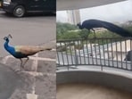 The unexpected sightings quickly drew the attention of social media.
