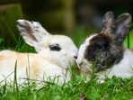 ‘Frankenstein’ rabbits with dark, twisted growths erupting from skull spark alarm in US 
