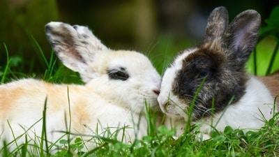 ‘Frankenstein’ rabbits with dark, twisted growths erupting from skull spark alarm in US (Pexel - representational image) ‘Frankenstein’ rabbits with dark, twisted growths erupting from skull spark alarm in US (Pexel - representational image)