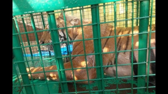 Soon after her capture (Sourced)