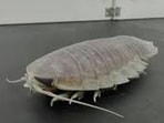 Deep-sea isopods live on the seafloor across the Atlantic, Pacific, and Indian oceans. (Reuters file)