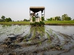 Out of the 77 irrigation water samples, 14 were found below the detection limit of 0.005 mg/l, while the remaining samples ranged between 0.005 mg/l and 0.131 mg/l, mentions Punjab government’s affidavit. (File)