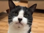 The celebrity feline lives in Northern Ireland, with his owners, Linka Lin and Mark Kelly. 
