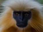 Seven golden langurs were released in Sikhna Jwhwlao National Park after rehabilitation and scientific monitoring by wildlife experts. (Representative photo)
