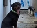 The Rottweiler, known as Michael, was locked inside Pandey’s 2,000-square-foot house for 26 days