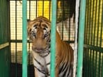 The tigress when it had been caged (HT File Photo)