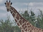 Gracie the giraffe has been missing for over two weeks now. 