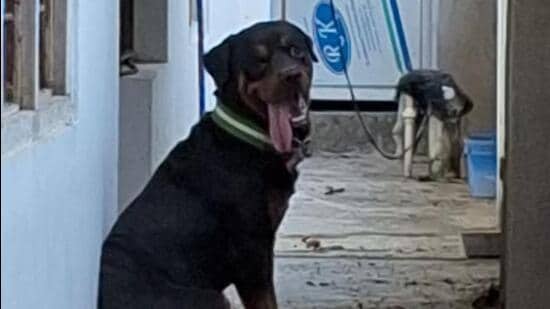 The Rottweiler, known as Michael, was locked inside Pandey’s 2,000-square-foot house for 26 days