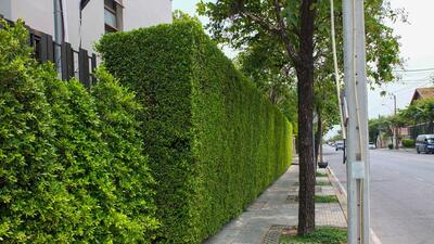 The horticulture wing of the MC is responsible for granting licences under the Chandigarh (Control and Regulation of Hedges and Fences) Bylaws, 1971 (Shutterstock) The horticulture wing of the MC is responsible for granting licences under the Chandigarh (Control and Regulation of Hedges and Fences) Bylaws, 1971 (Shutterstock)