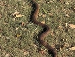 A Sistan sand boa at the Chandigarh Golf Club . (CHIEF JUSTICE GS SANDHAWALIA)