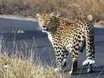 Nagpur: A leopard spotted during a media tour at the Balasaheb Thackeray Gorewada International Zoological Park on the occasion of the 50th anniversary of Forest Development Corporation of Maharashtra (FDCM), in Nagpur district, Friday, Feb. 16, 2024. (PTI Photo) (PTI02_16_2024_000358A) (PTI)