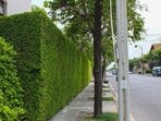 The horticulture wing of the MC is responsible for granting licences under the Chandigarh (Control and Regulation of Hedges and Fences) Bylaws, 1971 (Shutterstock)