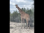 Gracie, a 3-year-old giraffe who slipped out of a Texas Hill Country ranch and vanished into rugged terrain, was spotted from a helicopter on Friday morning