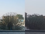 A man showed a peaceful hometown morning as a peacock danced near him on a terrace.