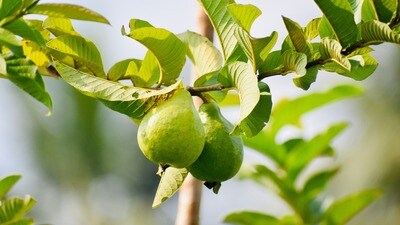 <p>మీరు తక్కువ ఖర్చులో, అతి త్వరగా ఎక్కువ మొత్తంలో విటమిన్ సీ పొందాలి అనుకుంటే మాత్రం జామకాయే నంబర్ వన్ ఛాయిస్. ముఖ్యంగా ఇమ్యూనిటీ తక్కువగా ఉన్న రోజుల్లో జామకాయ అద్భుతంగా పనిచేస్తుంది. అలాగని నారింజను తక్కువ చేయలేం. గుండె ఆరోగ్యం, బాడీ హైడ్రేషన్ పరంగా నారింజ ఇచ్చే ప్రయోజనాలు దానివే. అందుకే, రెండింటిలో ఏదో ఒకదాన్నే ఎంచుకోవడం కంటే.. సీజన్‌ను బట్టి మీ రోజువారీ ఆహారంలో జామకాయ, నారింజ రెండింటినీ భాగం చేసుకోవడమే ఆరోగ్యానికి అత్యంత ఉత్తమమైన మార్గం.</p> 