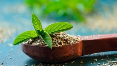 <p>భారతదేశంలో దాదాపు ప్రతి ఇంట్లో తులసి మొక్క ఉంటుంది. ఈ తులసి మొక్కకు అనేక ఆరోగ్య ప్రయోజనాలు ఉన్నాయి. దీనిలో రోగనిరోధక హార్మోన్లను ఉత్తేజపరిచే గుణాలు ఉంటాయి. అందువల్ల ఇది శ్వాసకోశ సంబంధిత ఇన్ఫెక్షన్లతో పోరాడుతుంది. వర్షాకాలంలో తులసి, సోంపు గింజలతో చేసిన టీ తాగడం వల్ల ఆరోగ్య ప్రయోజనాలు పొందవచ్చు. తులసి, సోంపు గింజలను మరిగే నీటిలో వేయాలి. తర్వాత వడకట్టి, దానికి తేనె కలిపి టీ తయారు చేసుకోవాలి.</p> <p>భారతదేశంలో దాదాపు ప్రతి ఇంట్లో తులసి మొక్క ఉంటుంది. ఈ తులసి మొక్కకు అనేక ఆరోగ్య ప్రయోజనాలు ఉన్నాయి. దీనిలో రోగనిరోధక హార్మోన్లను ఉత్తేజపరిచే గుణాలు ఉంటాయి. అందువల్ల ఇది శ్వాసకోశ సంబంధిత ఇన్ఫెక్షన్లతో పోరాడుతుంది. వర్షాకాలంలో తులసి, సోంపు గింజలతో చేసిన టీ తాగడం వల్ల ఆరోగ్య ప్రయోజనాలు పొందవచ్చు. తులసి, సోంపు గింజలను మరిగే నీటిలో వేయాలి. తర్వాత వడకట్టి, దానికి తేనె కలిపి టీ తయారు చేసుకోవాలి.</p>