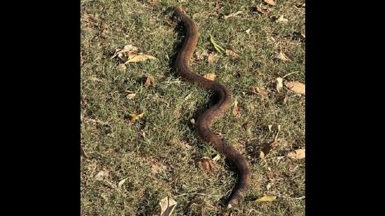 A Sistan sand boa at the Chandigarh Golf Club . (CHIEF JUSTICE GS SANDHAWALIA)
