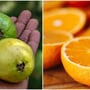 <p><strong>జామ vs నారింజ- </strong>నారింజ పండులో దాదాపు 53 ఎంజీ విటమిన్ సీ ఉంటుంది. జామకాయలో 228ఎంజీ విటమిన్ సీ ఉంటుంది. మీరు చదివింది నిజమే! నారింజ పండుతో పోలిస్తే జామకాయలో నాలుగు రెట్లు ఎక్కువ విటమిన్ సీ ఉంటుంది. సాధారణంగా ఒక రోజుకు మనిషికి కావలసిన విటమిన్ సీ అవసరాన్ని కేవలం ఒకే ఒక్క జామకాయ తీర్చగలదు. అదే స్థాయి విటమిన్ సీ శరీరానికి అందాలంటే మీరు కనీసం 3 నుంచి 4 నారింజ పండ్లను తినాల్సి ఉంటుంది.</p>