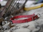 More than 600 dog collars were found nearby, according to the sheriff's office.