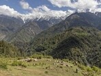 Under the Grazing Policy, 2026, forest and animal husbandry departments will jointly develop the portal to facilitate graziers and issue real-time grazing permits. (File)