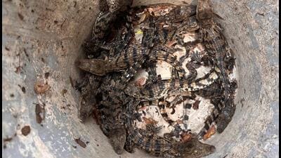 Bhandup'ta su deposundan 11 yavru timsah kurtarıldı